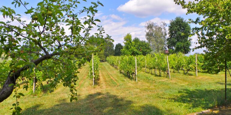 Villa indipendente con vigneto