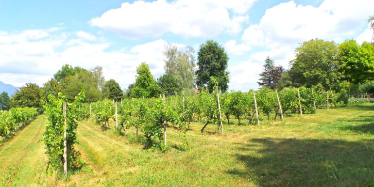 Villa indipendente con vigneto